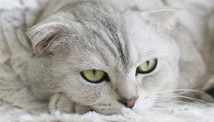 九游电脑版-阿尔梅里亚通过勇敢表现，成功战胜对手，阿尔梅里亚干旱少雨的原因